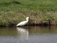 Platalea leucorodia 152, Lepelaar, Saxifraga-Dirk Hilbers