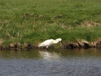 Platalea leucorodia 155, Lepelaar, Saxifraga-Dirk Hilbers