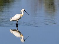 Platalea leucorodia 166, Lepelaar, Saxifraga-Tom Heijnen