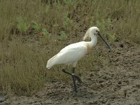 Platalea leucorodia 18, Lepelaar, Saxifraga-Jan van der Straaten
