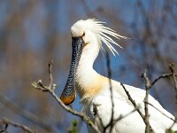 Platalea leucorodia 184, Lepelaar, Saxifraga-Bart Vastenhouw
