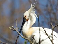 Platalea leucorodia 185, Lepelaar, Saxifraga-Bart Vastenhouw