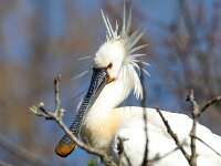 Platalea leucorodia 186, Lepelaar, Saxifraga-Bart Vastenhouw