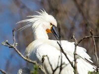 Platalea leucorodia 187, Lepelaar, Saxifraga-Bart Vastenhouw