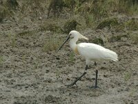 Platalea leucorodia 19, Lepelaar, Saxifraga-Jan van der Straaten