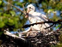 Platalea leucorodia 190, Lepelaar, Saxifraga-Bart Vastenhouw