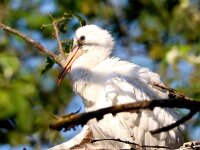 Platalea leucorodia 191, Lepelaar, Saxifraga-Bart Vastenhouw