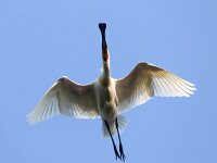 Platalea leucorodia 192, Lepelaar, Saxifraga-Bart Vastenhouw