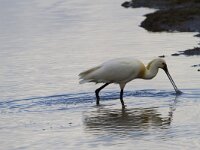 Platalea leucorodia 193, Lepelaar, Saxifraga-Jan Nijendijk