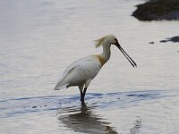 Platalea leucorodia 194, Lepelaar, Saxifraga-Jan Nijendijk