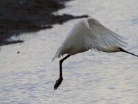 Platalea leucorodia 195, Lepelaar, Saxifraga-Jan Nijendijk