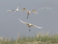 Platalea leucorodia 199, Lepelaar, Saxifraga-Mark Zekhuis