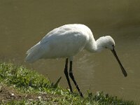 Platalea leucorodia 2, Lepelaar, Saxifraga-Jan van der Straaten