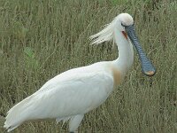 Platalea leucorodia 20, Lepelaar, Saxifraga-Jan van der Straaten