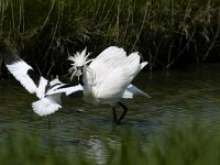 Platalea leucorodia 21, Lepelaar, Saxifraga-Piet Munsterman
