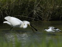 Platalea leucorodia 22, Lepelaar, Saxifraga-Piet Munsterman