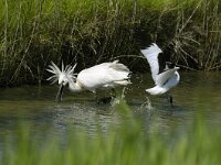 Platalea leucorodia 23, Lepelaar, Saxifraga-Piet Munsterman