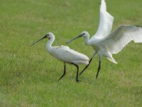Platalea leucorodia 29, Lepelaar, Saxifraga-Piet Munsterman