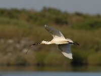 Platalea leucorodia 30, Lepelaar, Saxifraga-Piet Munsterman