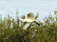 Platalea leucorodia 31, Lepelaar, Saxifraga-Piet Munsterman