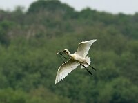 Platalea leucorodia 32, Lepelaar, Saxifraga-Piet Munsterman