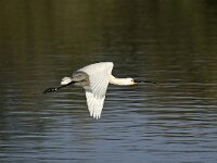 Lepelaar, Eurasian Spoonbill  Lepelaar; Eurasian Spoonbill : Beschermd gebied, Lepelaar, May, Natura 2000, Natura 2000-gebied, Nederland, Platalea leucorodia, Quackjeswater, Spoonbill, Vereniging Natuurmonumenten, Voorne, Voorne-Putten, Voornes Duin, Zuid-holland, beschermingsplan, coastal, colony, duinen, dunes, flying, in flight, in vlucht, instandhoudingsdoel, kolonie, kust, kwalificerende soort, lente, mei, natuurgebied, natuurmonumenten, spring, the Netherlands, vliegbeeld, vliegend, voorjaar, white, wit, zuid-hollands landschap