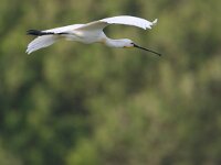 Platalea leucorodia 35, Lepelaar, Saxifraga-Luc Hoogenstein