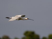 Platalea leucorodia 37, Lepelaar, Saxifraga-Luc Hoogenstein