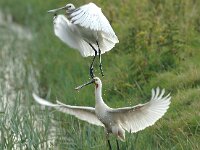 Platalea leucorodia 38, Lepelaar, Saxifraga-Piet Munsterman