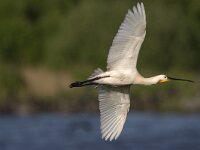 Platalea leucorodia 39, Lepelaar, Saxifraga-Luc Hoogenstein