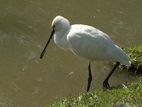 Platalea leucorodia 4, Lepelaar, Saxifraga-Jan van der Straaten