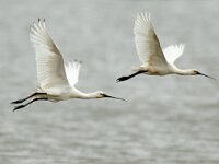 Platalea leucorodia 40, Lepelaar, Saxifraga-Piet Munsterman
