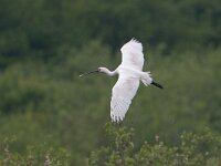 Lepelaar; Spoonbill; Platalea leucorodia  Lepelaar; Spoonbill; Platalea leucorodia : Lepelaar, Platalea leucorodia, Quackjeswater, Spoonbill, Voorne, Zuid-holland, bird, flight, flying, moeras, moerasvogel, swamp, vliegend, vlucht, vogel, white