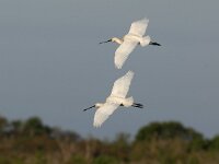 Platalea leucorodia 42, Lepelaar, Saxifraga-Piet Munsterman