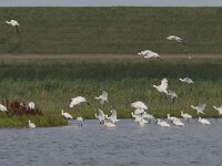 Platalea leucorodia 48, Lepelaar, Saxifraga-Mark Zekhuis