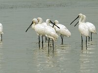 Platalea leucorodia 49, Lepelaar, Saxifraga-Piet Munsterman