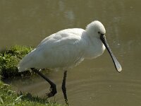 Platalea leucorodia 5, Lepelaar, Saxifraga-Jan van der Straaten