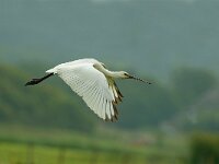 Platalea leucorodia 50, Lepelaar, juvenile, Saxifraga-Piet Munsterman