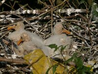 Platalea leucorodia 52, Lepelaar, juveniles, Saxifraga-Janus Verkerk