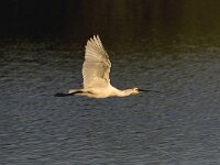 Platalea leucorodia 57, Lepelaar, Saxifraga-Luc Hoogenstein  Lepelaar; Eurasian Spoonbill : Beschermd gebied, Lepelaar, May, Natura 2000, Natura 2000-gebied, Nederland, Platalea leucorodia, Quackjeswater, Spoonbill, Vereniging Natuurmonumenten, Voorne, Voorne-Putten, Voornes Duin, Zuid-holland, beschermingsplan, coastal, colony, duinen, dunes, flying, in flight, in vlucht, instandhoudingsdoel, kolonie, kust, kwalificerende soort, lente, mei, natuurgebied, natuurmonumenten, spring, the Netherlands, vliegbeeld, vliegend, voorjaar, white, wit, zuid-hollands landschap