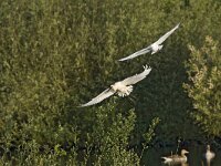 Platalea leucorodia 58, Lepelaar, Saxifraga-Luc Hoogenstein : Beschermd gebied, Lepelaar, May, Natura 2000, Natura 2000-gebied, Nederland, Platalea leucorodia, Quackjeswater, Spoonbill, Vereniging Natuurmonumenten, Voorne, Voorne-Putten, Voornes Duin, Zuid-holland, beschermingsplan, coastal, colony, duinen, dunes, flying, in flight, in vlucht, instandhoudingsdoel, kolonie, kust, kwalificerende soort, lente, mei, natuurgebied, natuurmonumenten, spring, the Netherlands, vliegbeeld, vliegend, voorjaar, white, wit, zuid-hollands landschap