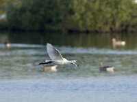 Platalea leucorodia 59, Lepelaar, Saxifraga-Luc Hoogenstein : Beschermd gebied, Lepelaar, May, Natura 2000, Natura 2000-gebied, Nederland, Platalea leucorodia, Quackjeswater, Spoonbill, Vereniging Natuurmonumenten, Voorne, Voorne-Putten, Voornes Duin, Zuid-holland, beschermingsplan, coastal, colony, duinen, dunes, flying, in flight, in vlucht, instandhoudingsdoel, kolonie, kust, kwalificerende soort, lente, mei, natuurgebied, natuurmonumenten, spring, the Netherlands, vliegbeeld, vliegend, voorjaar, white, wit, zuid-hollands landschap