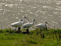 Platalea leucorodia 60, Lepelaar, juvenile, Saxifraga-Piet Munsterman