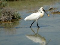 Platalea leucorodia 61, Lepelaar, Saxifraga-Joerg Mager