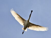 Platalea leucorodia 62, Lepelaar, Saxifraga-Piet Munsterman