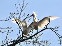 Platalea leucorodia 65, Lepelaar, Saxifraga-Piet Munsterman