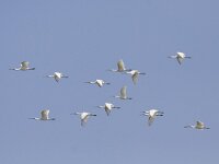 Platalea leucorodia 67, Lepelaar, Saxifraga-Mark Zekhuis