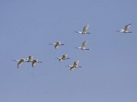 Platalea leucorodia 68, Lepelaar, Saxifraga-Mark Zekhuis