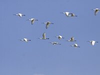 Platalea leucorodia 69, Lepelaar, Saxifraga-Mark Zekhuis