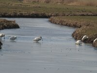 Platalea leucorodia 72, Lepelaar, Saxifraga-Jan Nijendijk